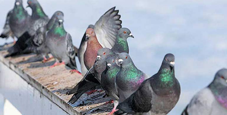 الحمام بالرياض