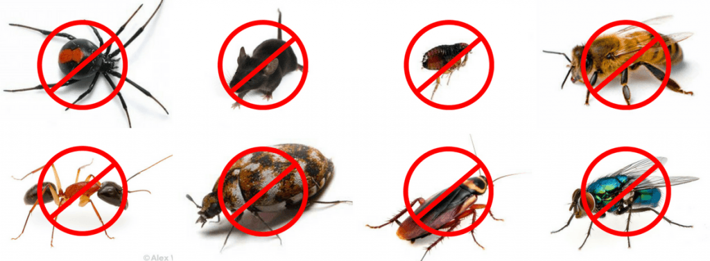 رش مبيدات وابادة حشرات بالرياض