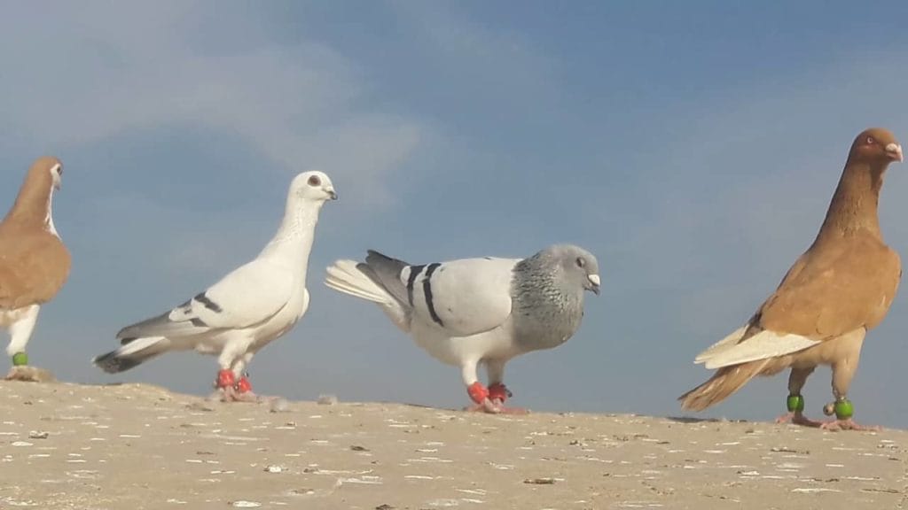 مكافحة الحمام بالرياض